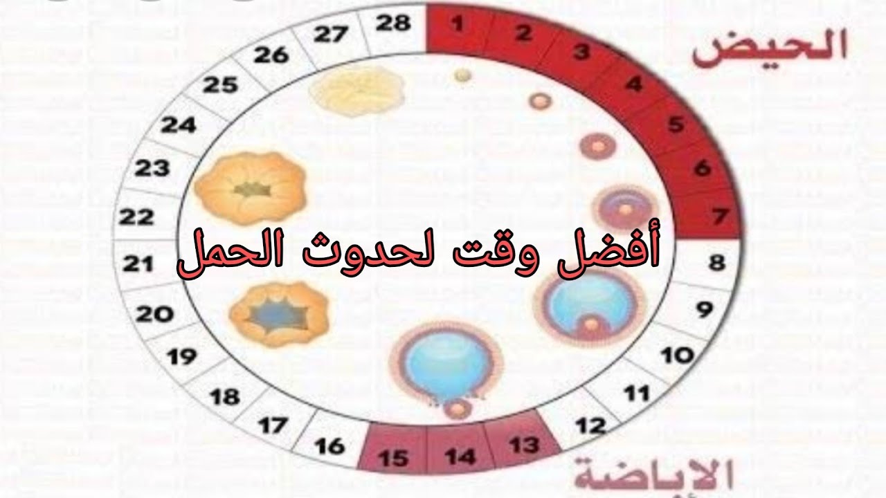 ازاي تعرفي انت حامل ولا لا بدون طبيب - معرفة يوم الاباضة وحدوث الحمل فقط بدرجة الحرارة 2240 1